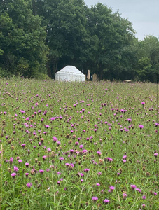 Luxury-glamping-yurt-wildflower-meadow - Welcome to Yurt Specialists An authentic white Mongolian yurt nestled against a dense green woodland background drop, viewed across a vibrant field of purple wildflowers and clover.