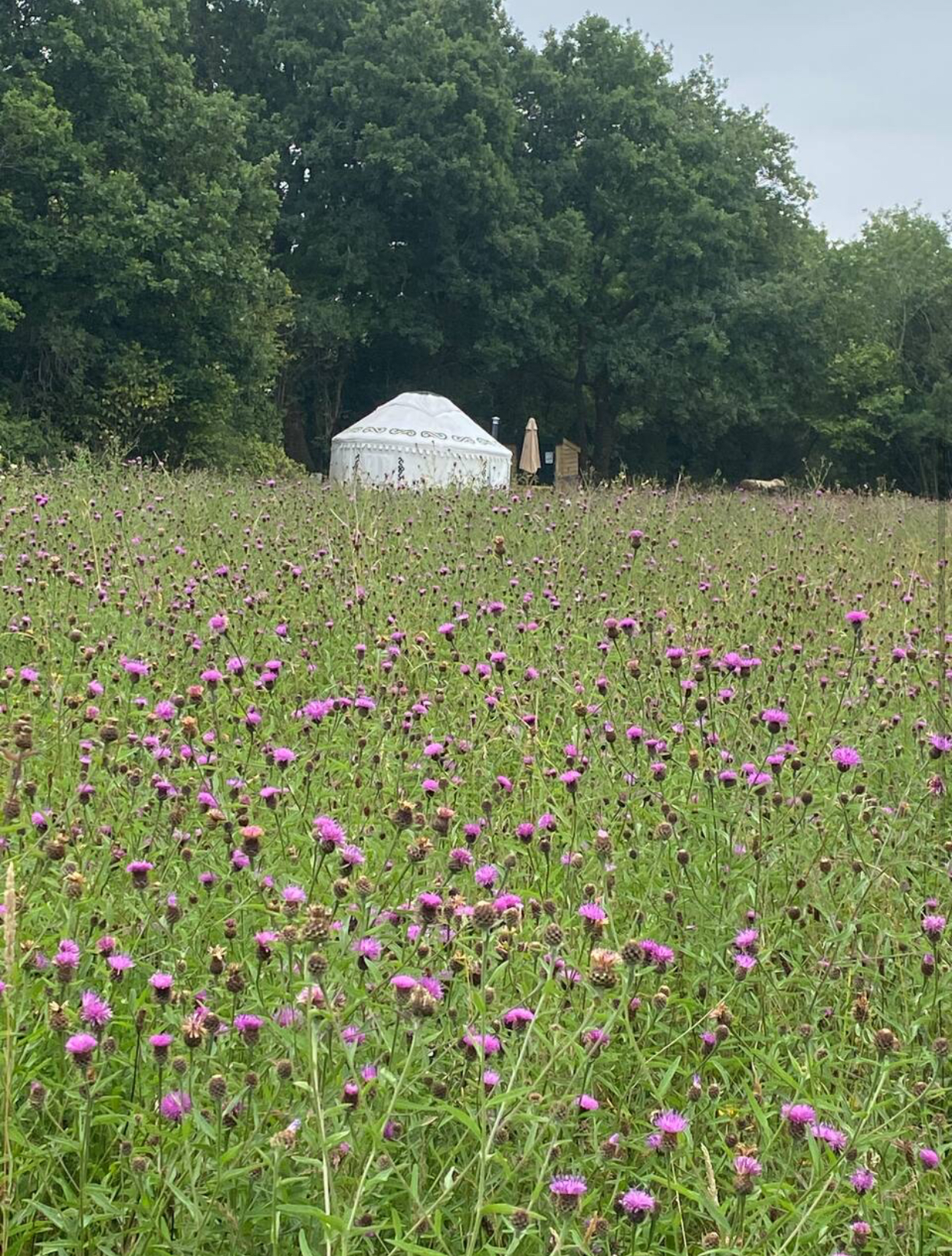 Luxury-glamping-yurt-wildflower-meadow - Welcome to Yurt Specialists An authentic white Mongolian yurt nestled against a dense green woodland background drop, viewed across a vibrant field of purple wildflowers and clover.